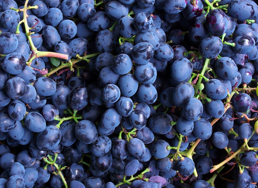 Grape Image1