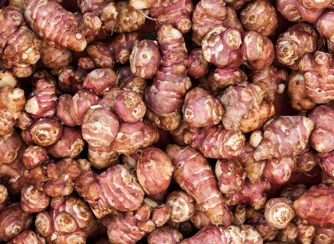 Jerusalem Artichoke Image1
