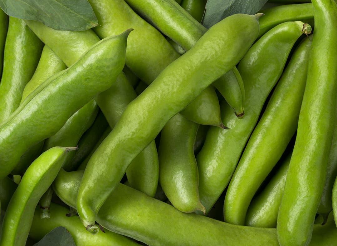 Fresh Broad Bean Image1