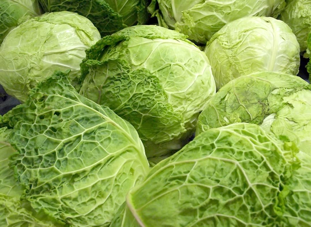 Cabbage Image1