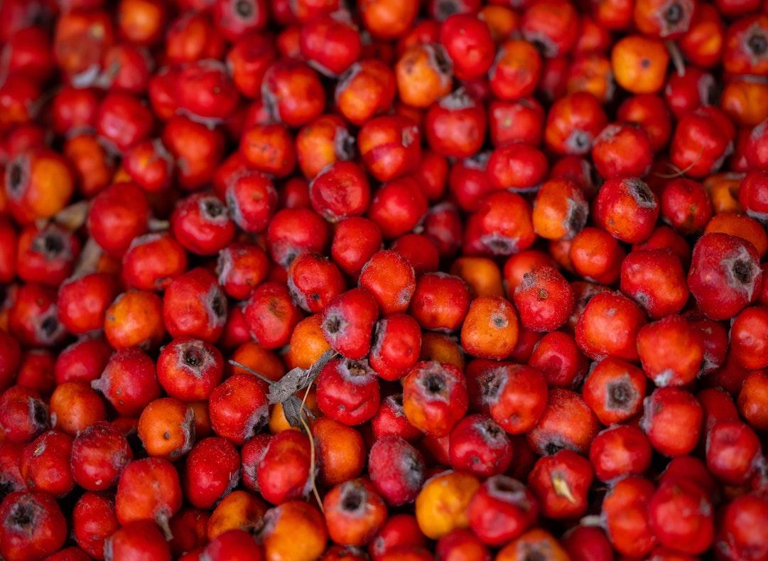 Hawthorn Image1