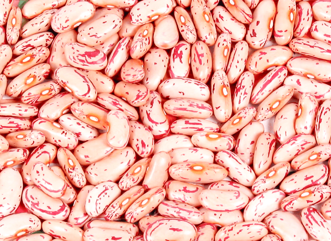 Kidney Bean Image1