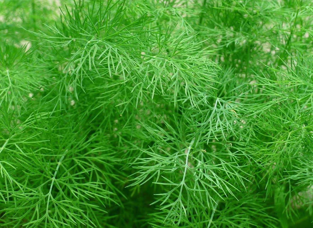 Dill Image1