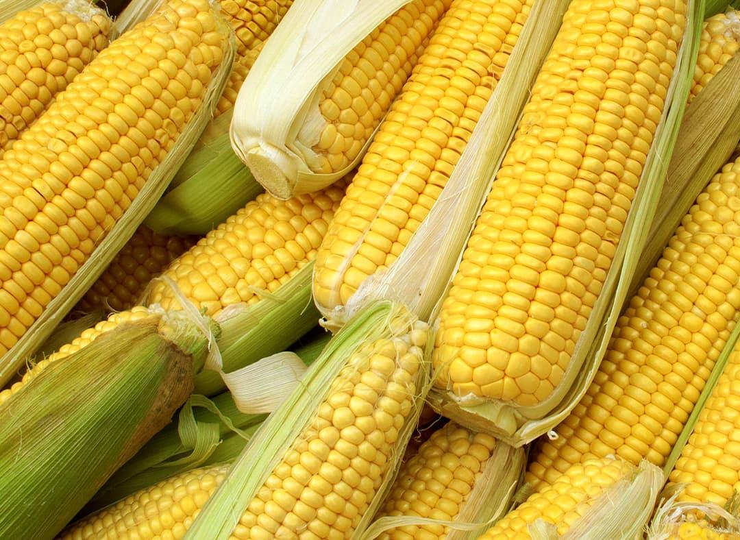 Corn Image1