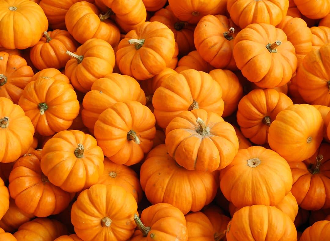 Pumpkin Image1