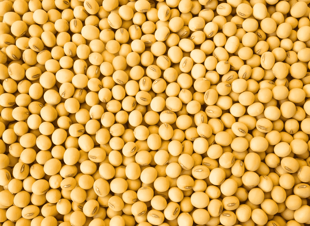 Soybean Image1