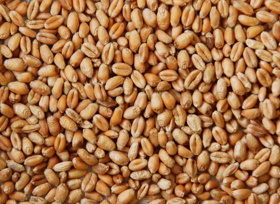 Wheat Image1